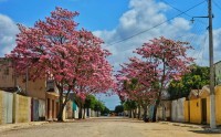 Nova Floresta