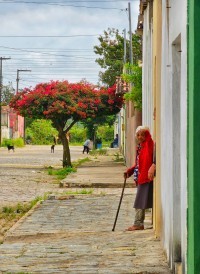 Nova Floresta