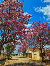 Nova Floresta