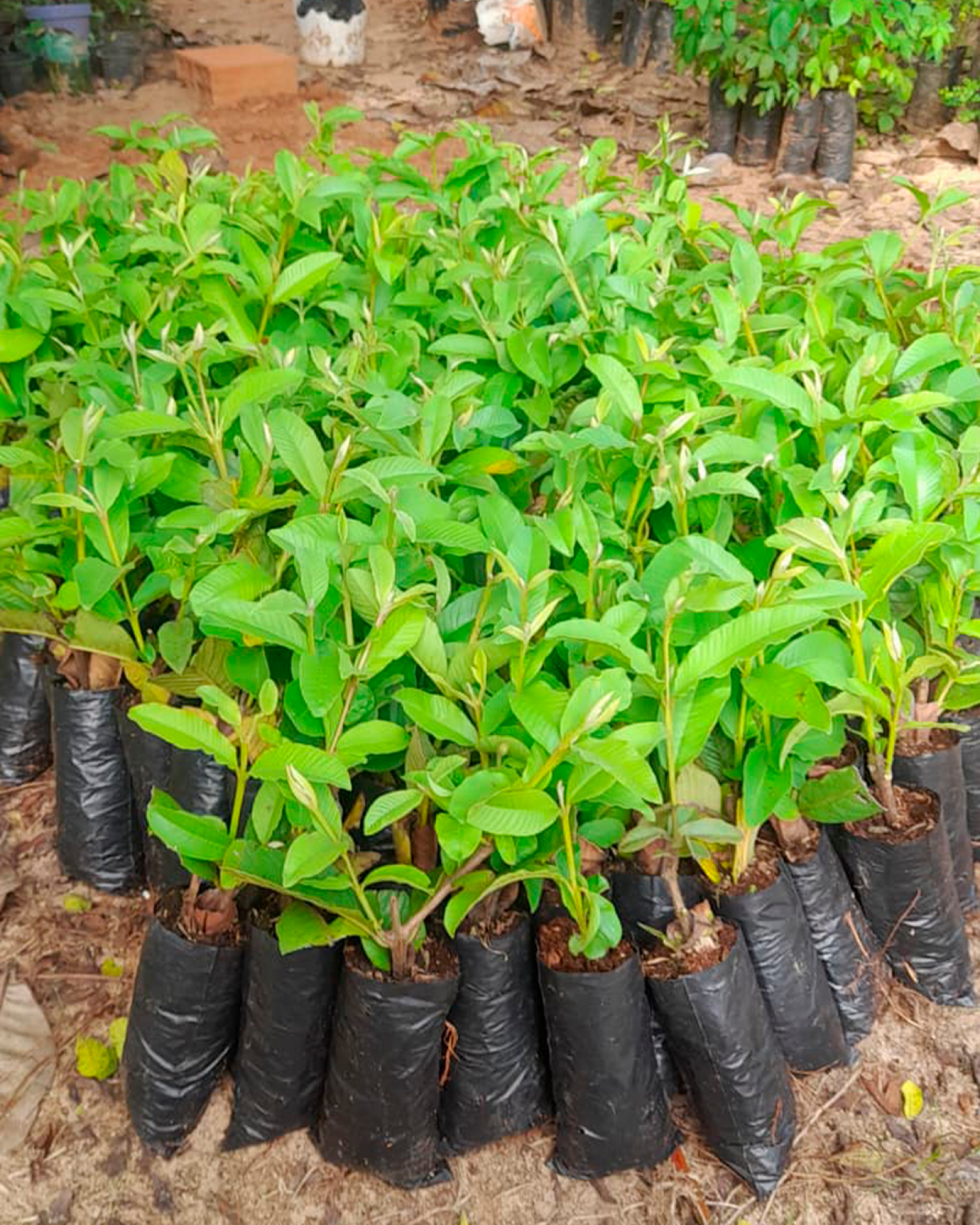 Prefeitura de Nova Floresta fortalece agricultura com aquisição de 1.000 mudas clonadas de cajueiro da Embrapa