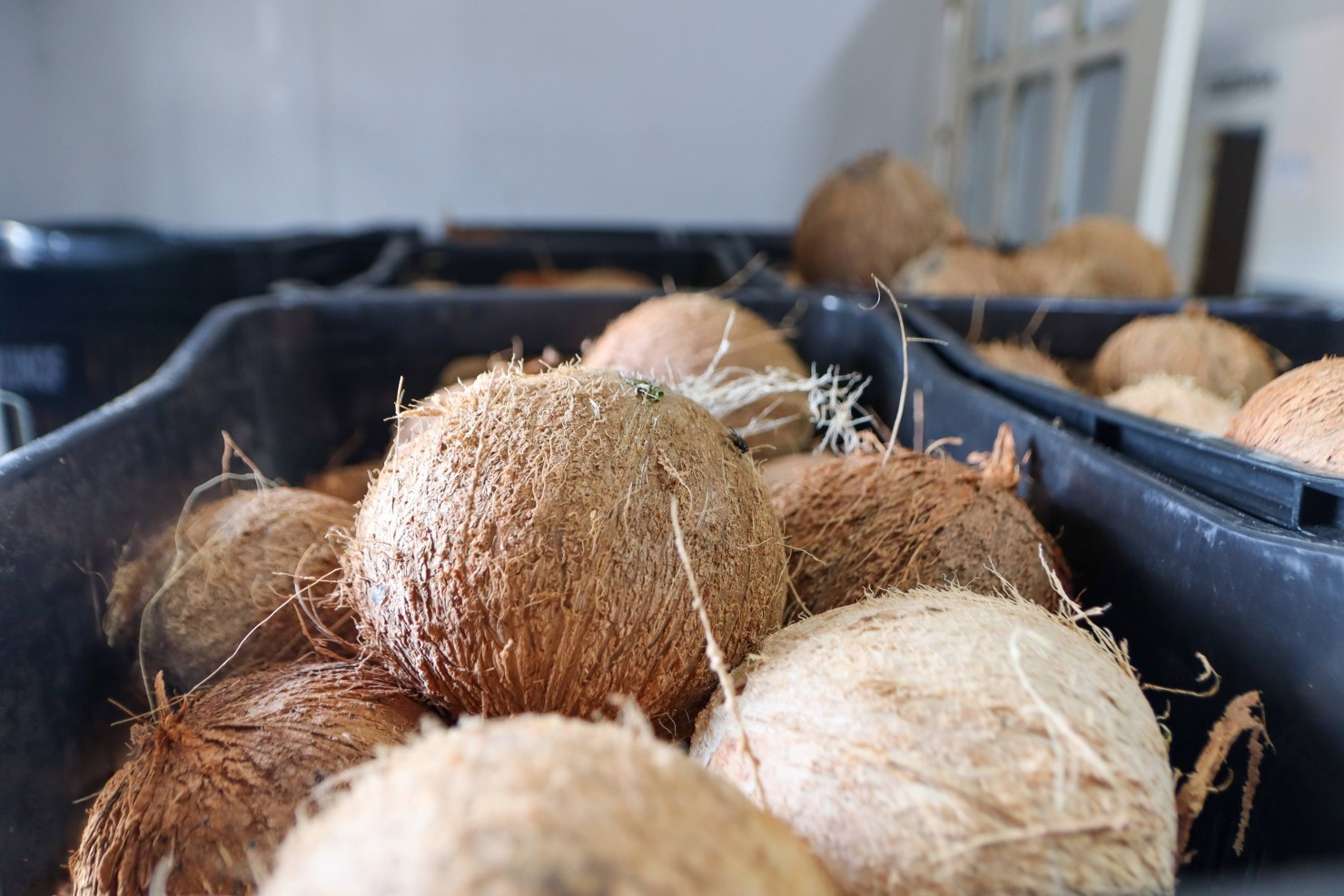 Prefeitura de Nova Floresta realiza entrega de peixe e coco da Semana Santa para a população