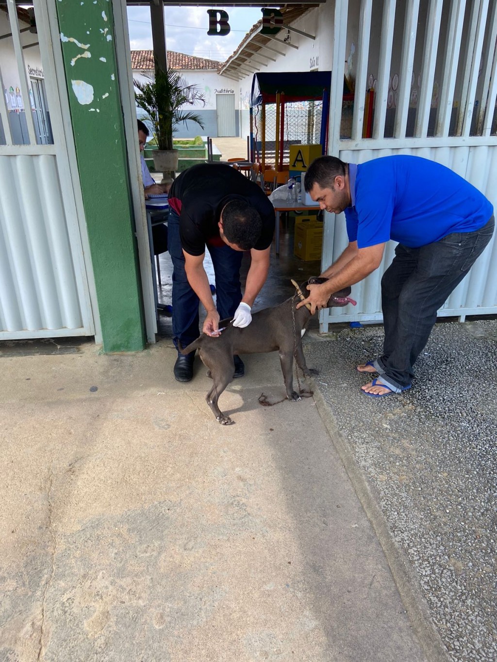 A Prefeitura de Nova Floresta promove o Dia-D de vacinação antirrábica para cães e gatos.