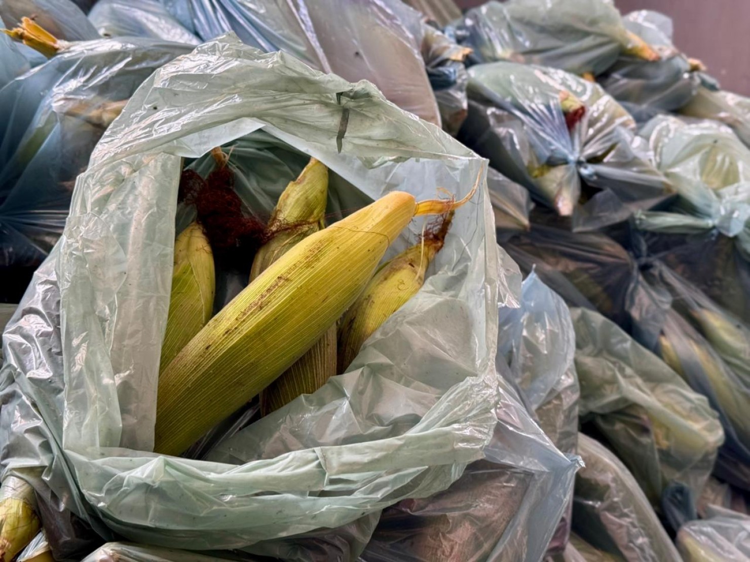 Prefeitura realiza entrega de milho pelo PAA e reforça apoio à agricultura familiar e às famílias assistidas