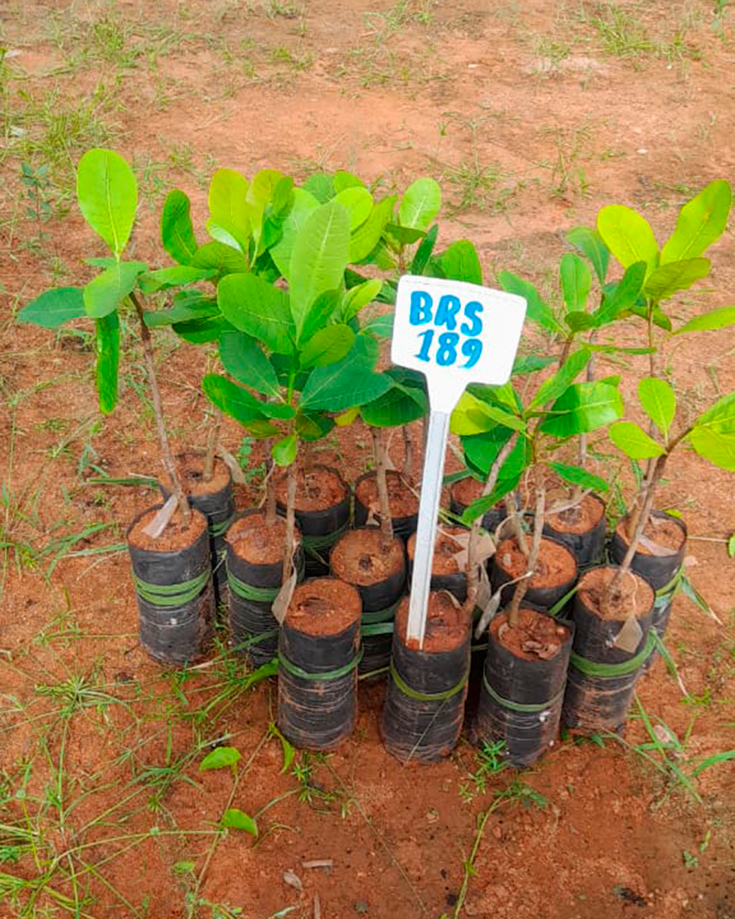 Prefeitura de Nova Floresta fortalece agricultura com aquisição de 1.000 mudas clonadas de cajueiro da Embrapa