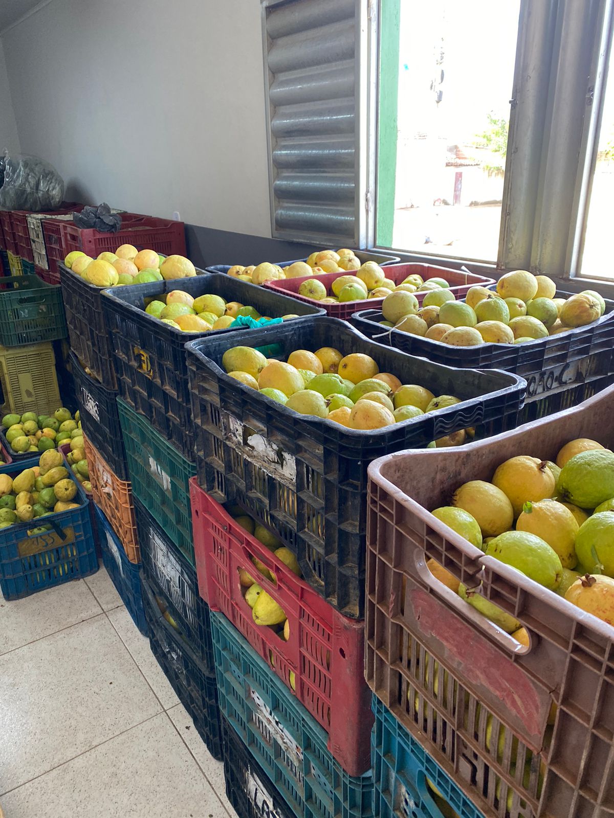 Secretaria de Assistência Social promove mais uma entrega de Alimentos através do PAA