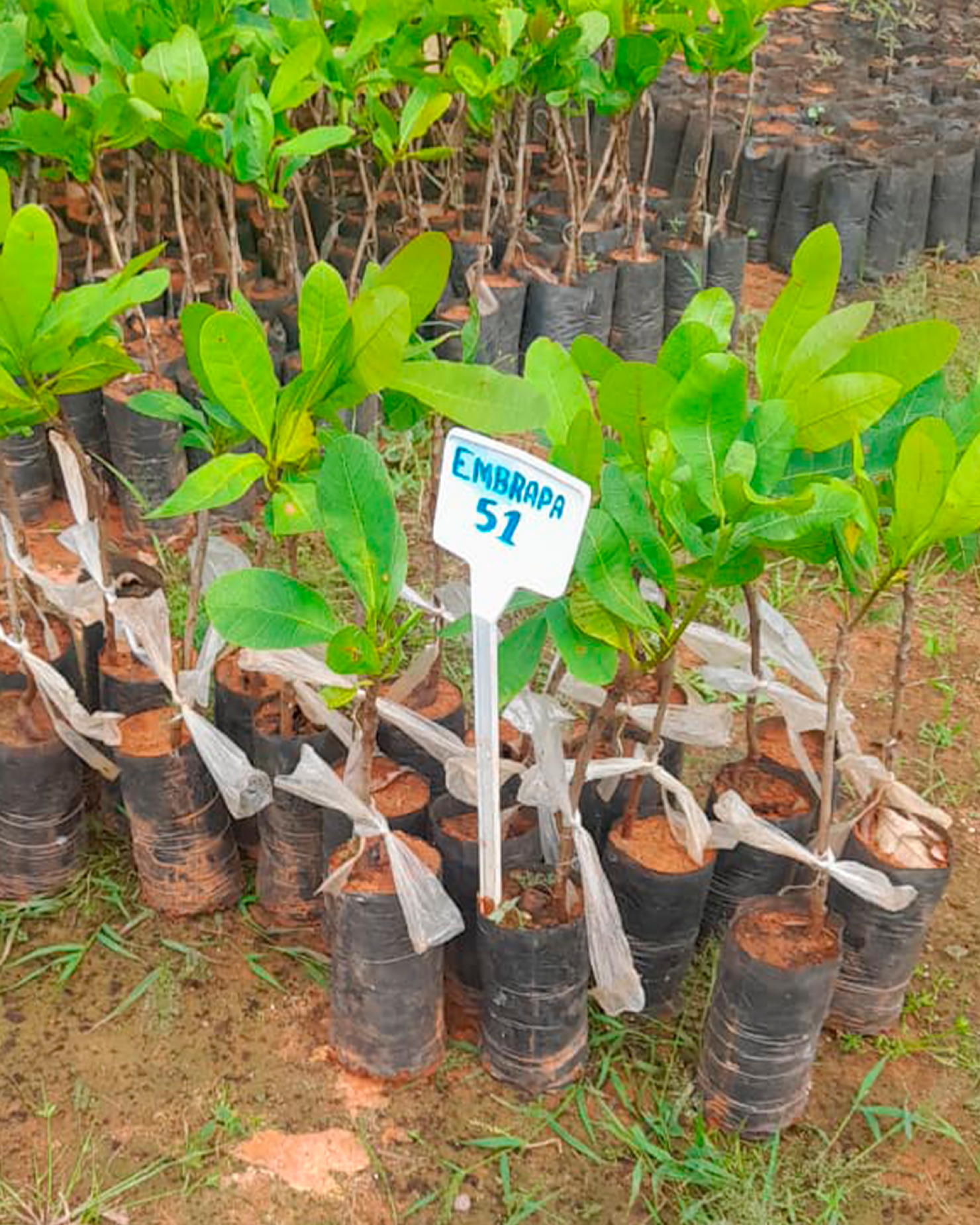 Prefeitura de Nova Floresta fortalece agricultura com aquisição de 1.000 mudas clonadas de cajueiro da Embrapa
