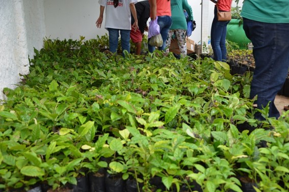 Entrega de Mudas Frutíferas, durante os festejos de Emancipação Política de Nova Floresta.