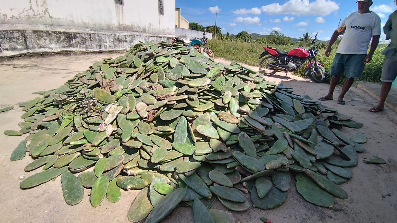 Prefeitura de Nova Floresta entrega raquetes de palma-forrageira na zona rural