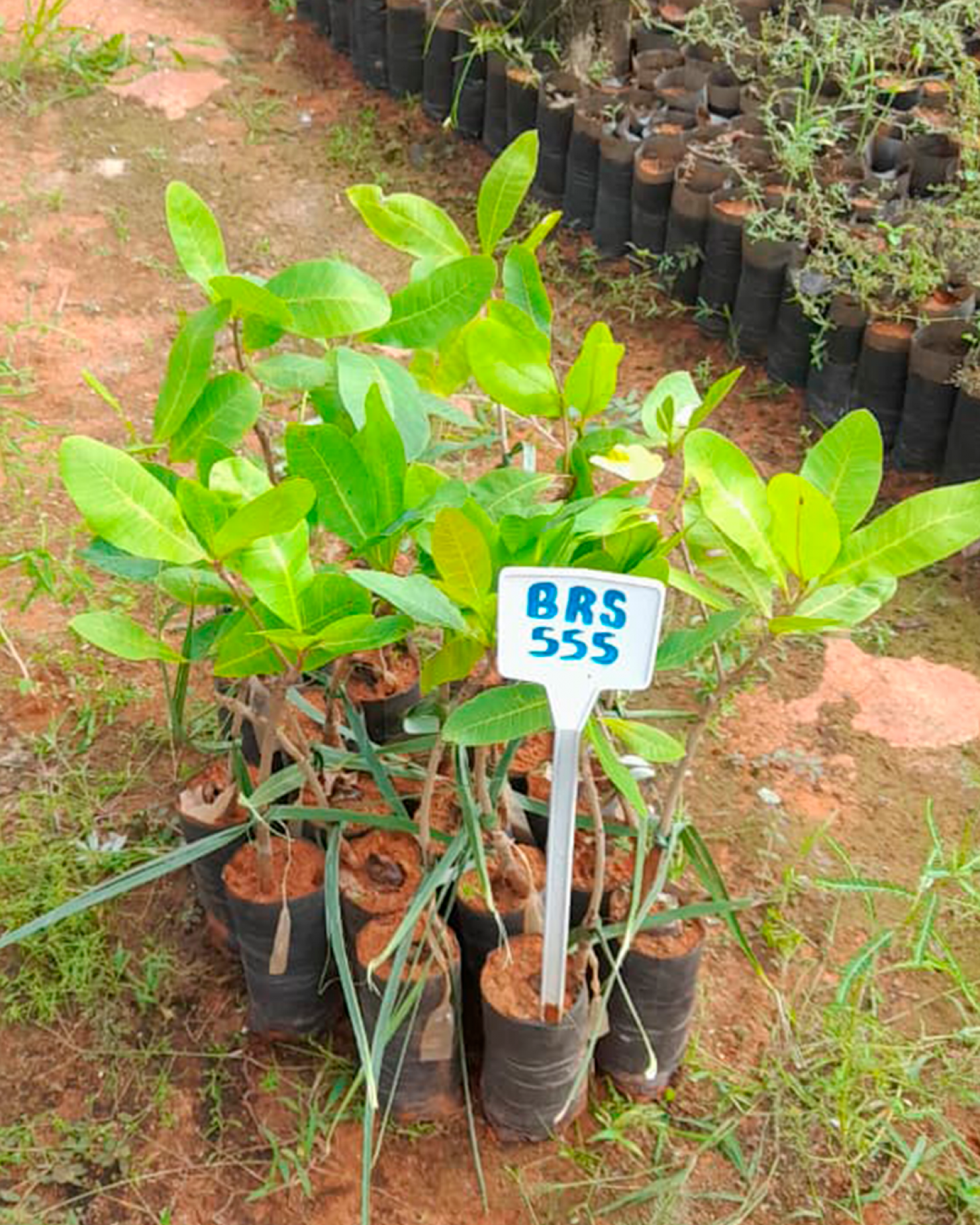 Prefeitura de Nova Floresta fortalece agricultura com aquisição de 1.000 mudas clonadas de cajueiro da Embrapa