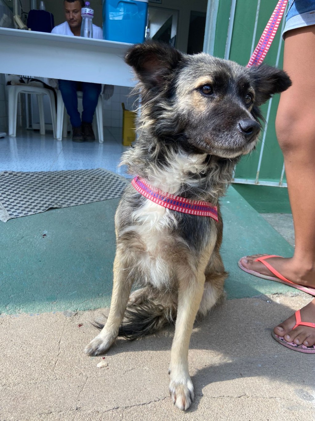 A Prefeitura de Nova Floresta promove o Dia-D de vacinação antirrábica para cães e gatos.